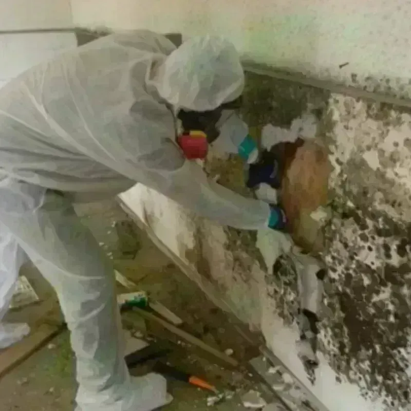 Mold Remediation and Removal in Stanislaus County, CA